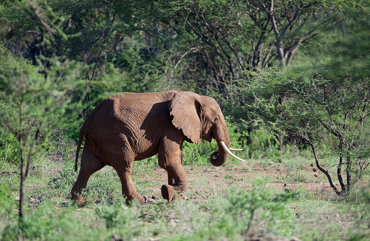 Severin Safari Camp Tsavo West National Park Luaran gambar
